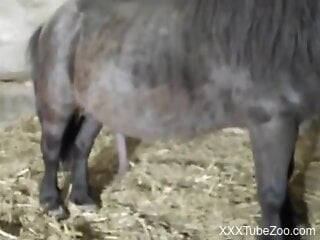 Filthy zoophile is playing with a big horse's cock