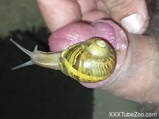 Zoophile places a snail on his erected shaft