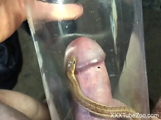 Zoophile is engaging in bestiality with a snake