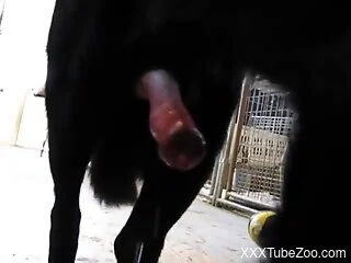 Big red cock of a black dog is cravign for zoo sex